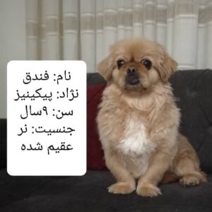 پیکینیز نر ۹ ساله