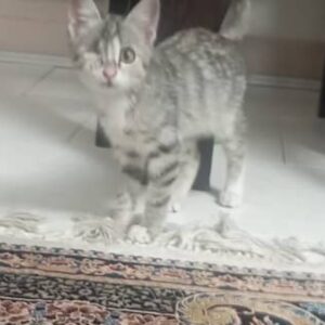 واگزاری گربه