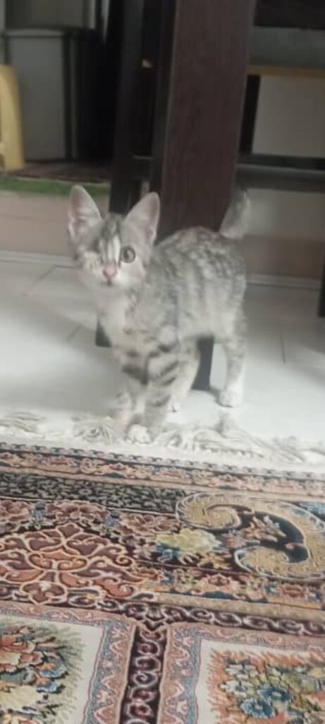 واگزاری گربه
