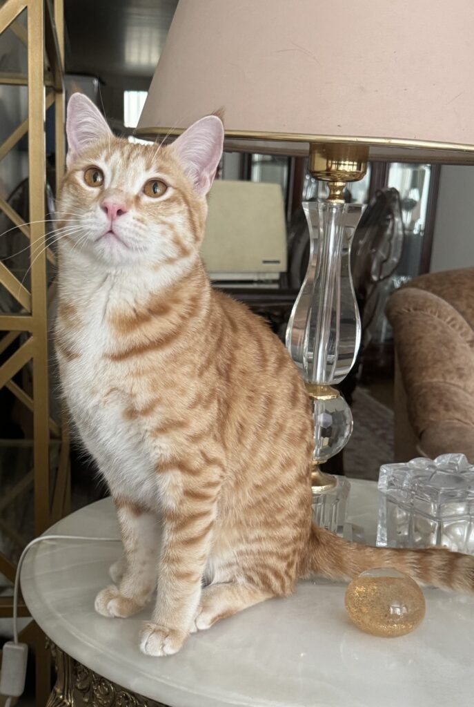 واگذاری رایگان گربه نارنجی