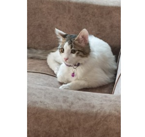 دختر قشنگمون برفی