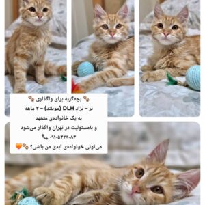 پیشی خوشگل
