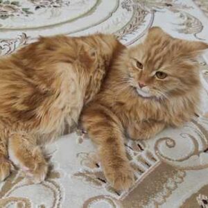 واگذاری گربه میکس اسکاتیش