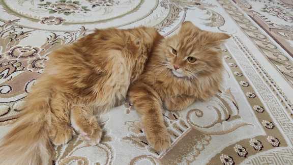 واگذاری گربه میکس اسکاتیش