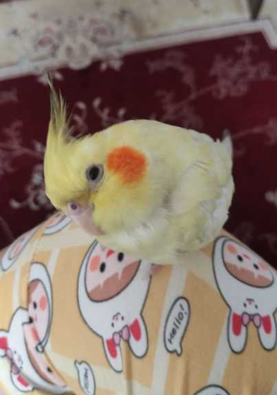 عروس هلندی گمشده (مژدگانی)