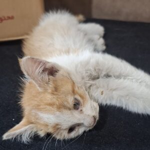 بچه گربه