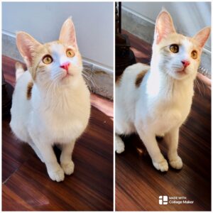 حنا دختر ۴ ماهه