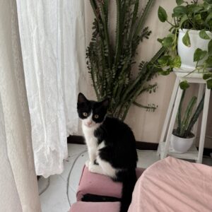 واگذاري ميوگي٢ ماهه