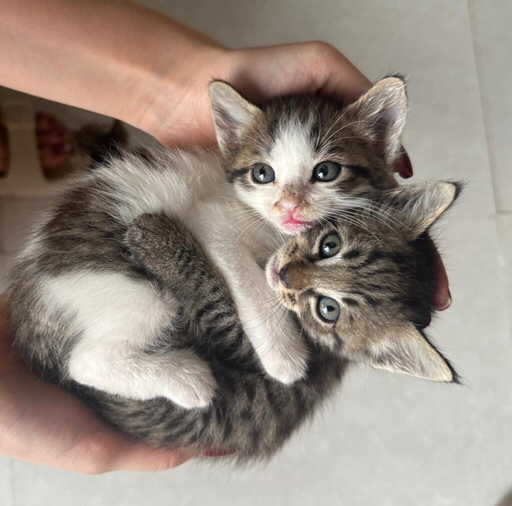 گربه ماده یک ماه و نیم