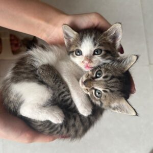گربه ماده یک ماه و نیم