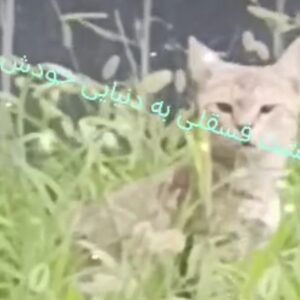 واگذاری گربه ماده