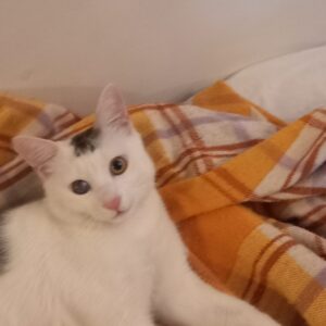 گربه امداد شده برای اینکه رها نشود کمک کنید
