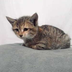 یک عدد بچه گربه کوچولو