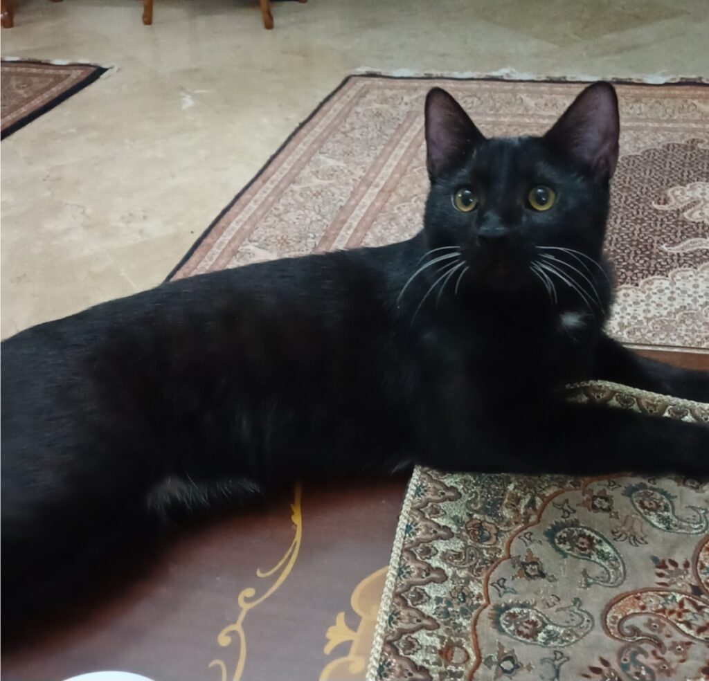 واگذاری گربه