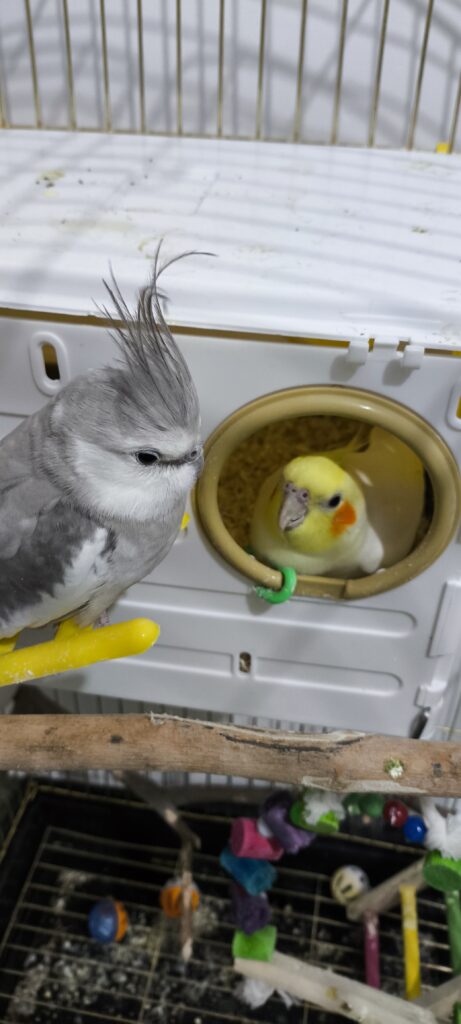 عروس هلندی لوتینو