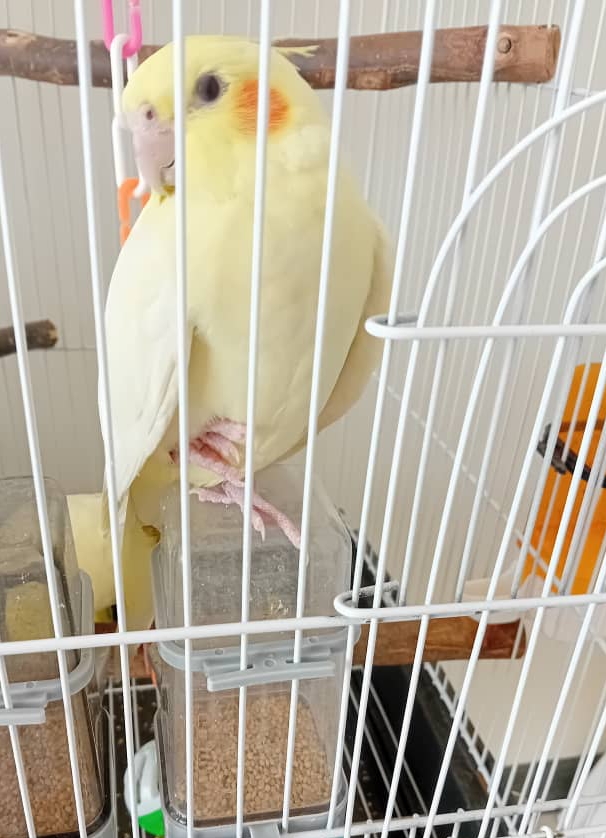 *دو جوجه عردس هلندی ۳ ماهه لوتینو و سینامون