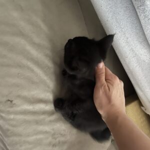 واگذاری بچه گربه ۴۰ روزه