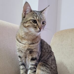 ماده عقیم شده بسیار دستی