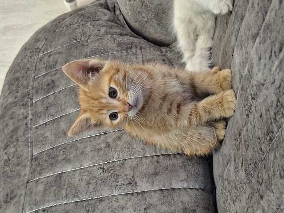 بچه گربه نارنجی
