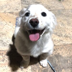 توله سگ کوچیک