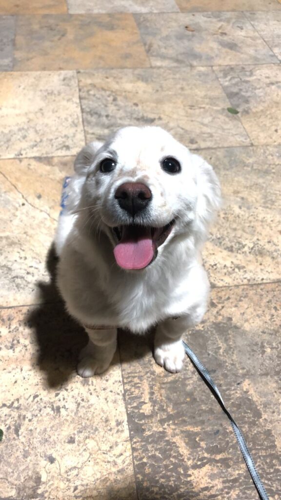 توله سگ کوچیک