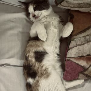 واگذاری گربه موقت