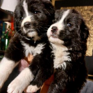 واگذاری دوتا توله بوردر کولی