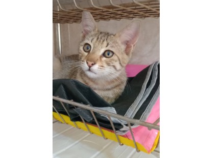 واگذاری بچه گربه سه ماهه