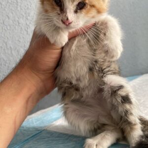 واگذاری بچه گربه نابینا