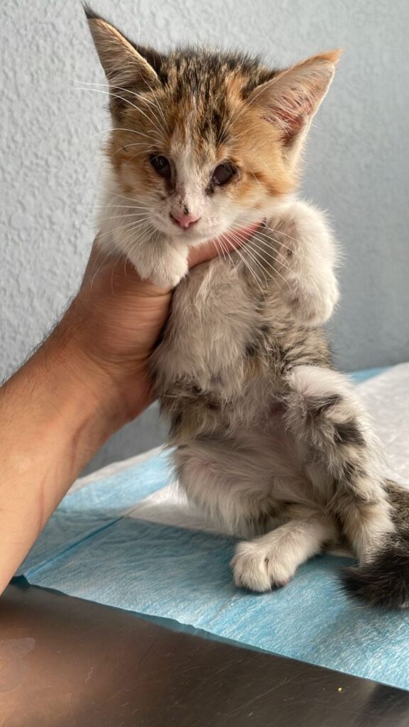 واگذاری بچه گربه نابینا