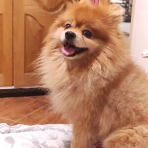 سگم کوکو گم شده