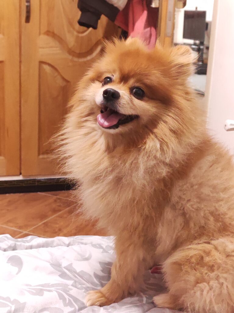 سگم کوکو گم شده