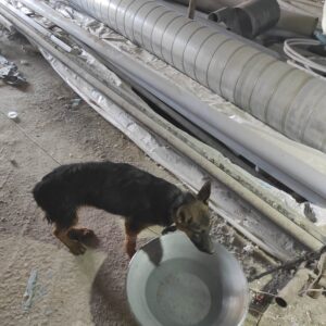 واگزاری رایگان توله ژرمن مبتلا به پاروا ویروس