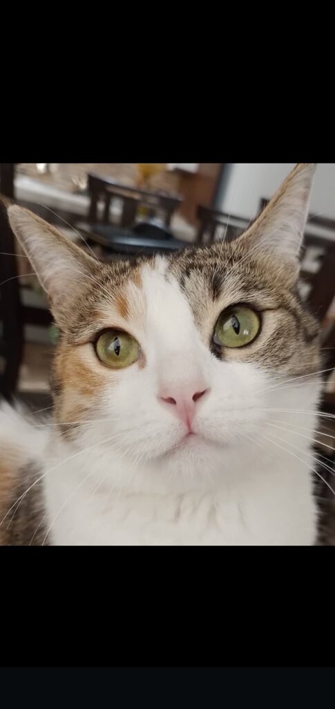 واگذاری رایگان گربه خونگی