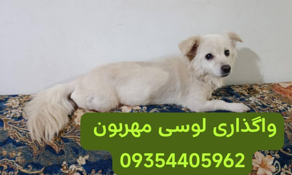 واگذاری رایگان سگ
