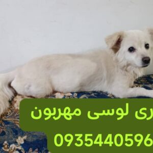 واگذاری رایگان سگ