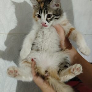 واگذاری گربه