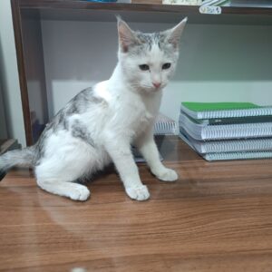 گربه خانگی پیدا شده در تربت جام