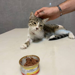 واگذاری گربه آسیب دیده