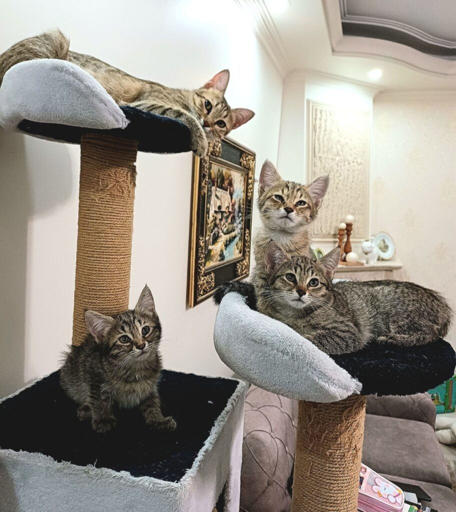 واگذاری بچه گربه های دو ماهه