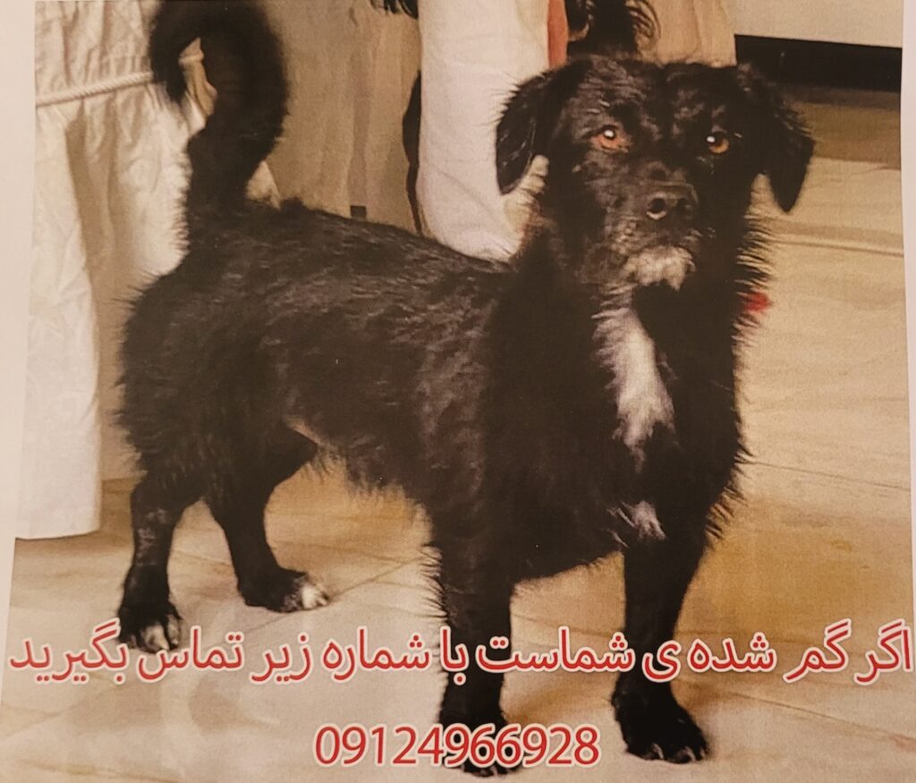 یه کوچولوی خیلی مودب پیدا کردیم
