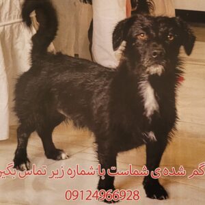 یه کوچولوی خیلی مودب پیدا کردیم