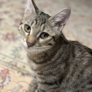 DSH ۴ماهه ماده