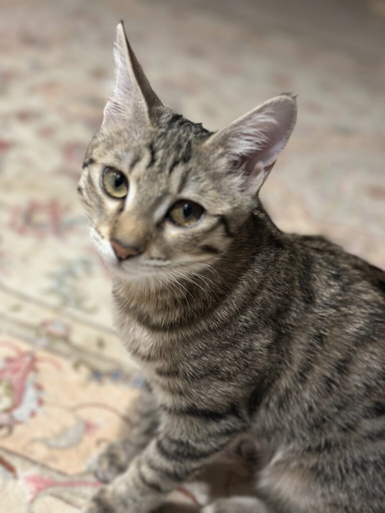 DSH ۴ماهه ماده