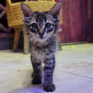 بچه گربه سیترین خاص