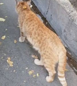 گربه پیدا شده
