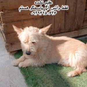 پسر سه ساله اشپیتز (کوکی)