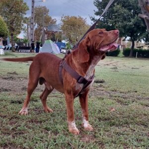 واگذاری دو قلاده سگ English pointer