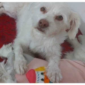 نژاد هاوانیز