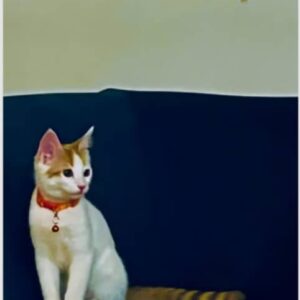 من دنبال یک خانواده عاشق گربه ام